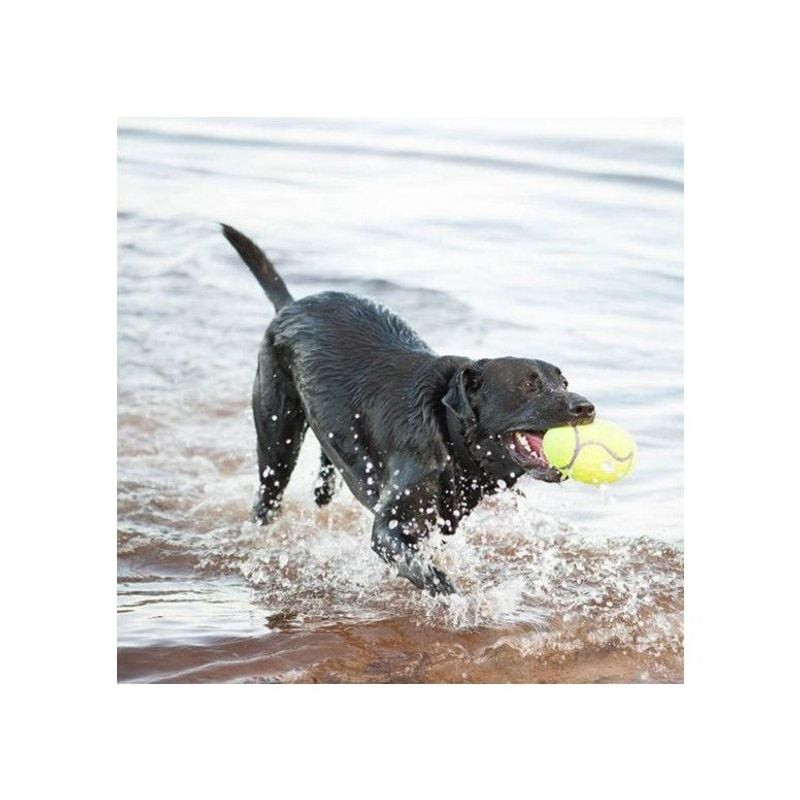 Un petit chien jouant avec le KONG AirDog Squeaker Football, lançant le jouet texturé dans un enviro