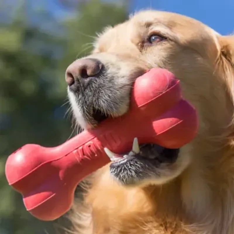Chien heureux mâchant le jouet KONG Goodie Bone M dans un salon, engagé dans un jeu interactif avec 