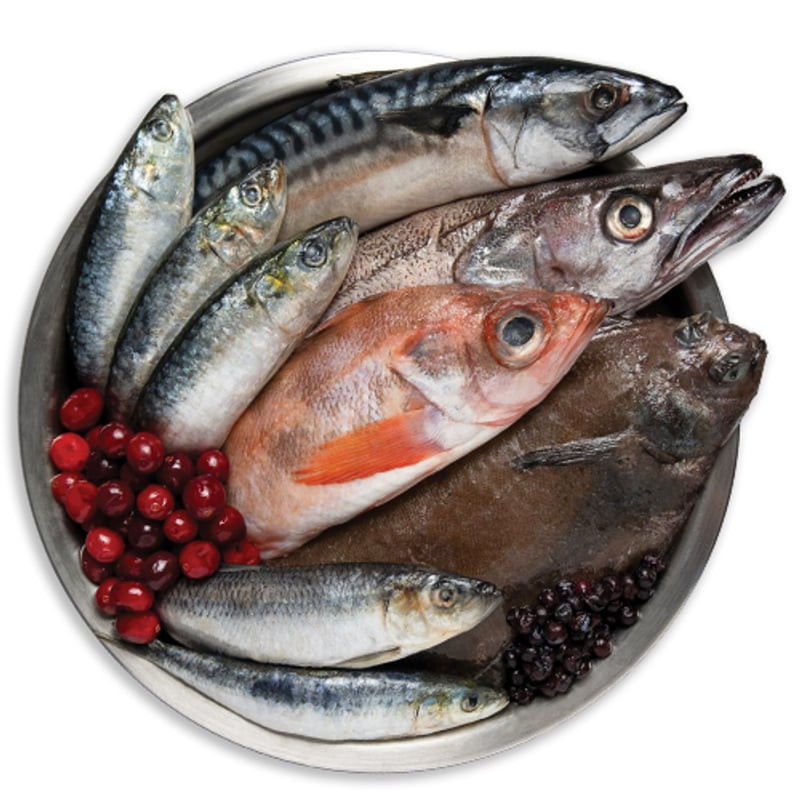 Gros plan des croquettes Orijen Adulte 6 Poissons, montrant l'enrobage de foie lyophilisé et des ing