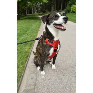 A dog wearing the Croci Bobby Rando Walk harness in an outdoor setting, demonstrating a comfortable 