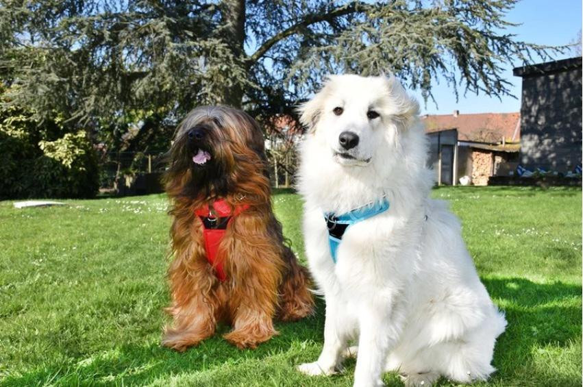 CROCI Harnais Rando Walk Rouge XS harness on a dog, showing front and back attachment rings for walk