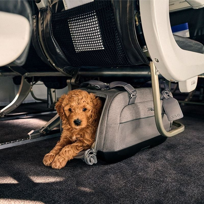 Petit chien sécurisé dans le siège auto Tavo Dupree I en voiture, montrant les dispositifs de sécuri