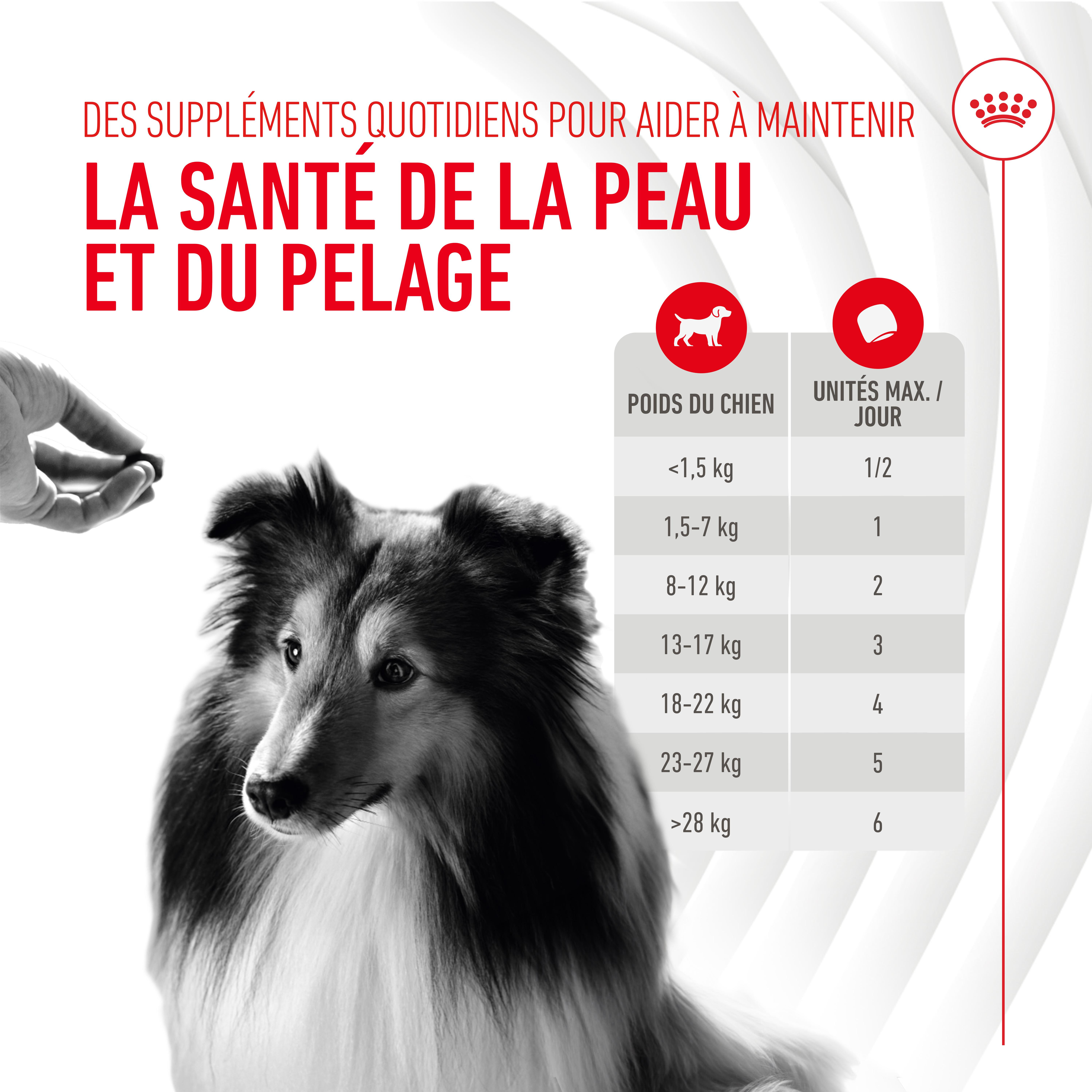 Royal Canin Supplément Peau & Poil Chien - Santé Brillance Pelage 240g