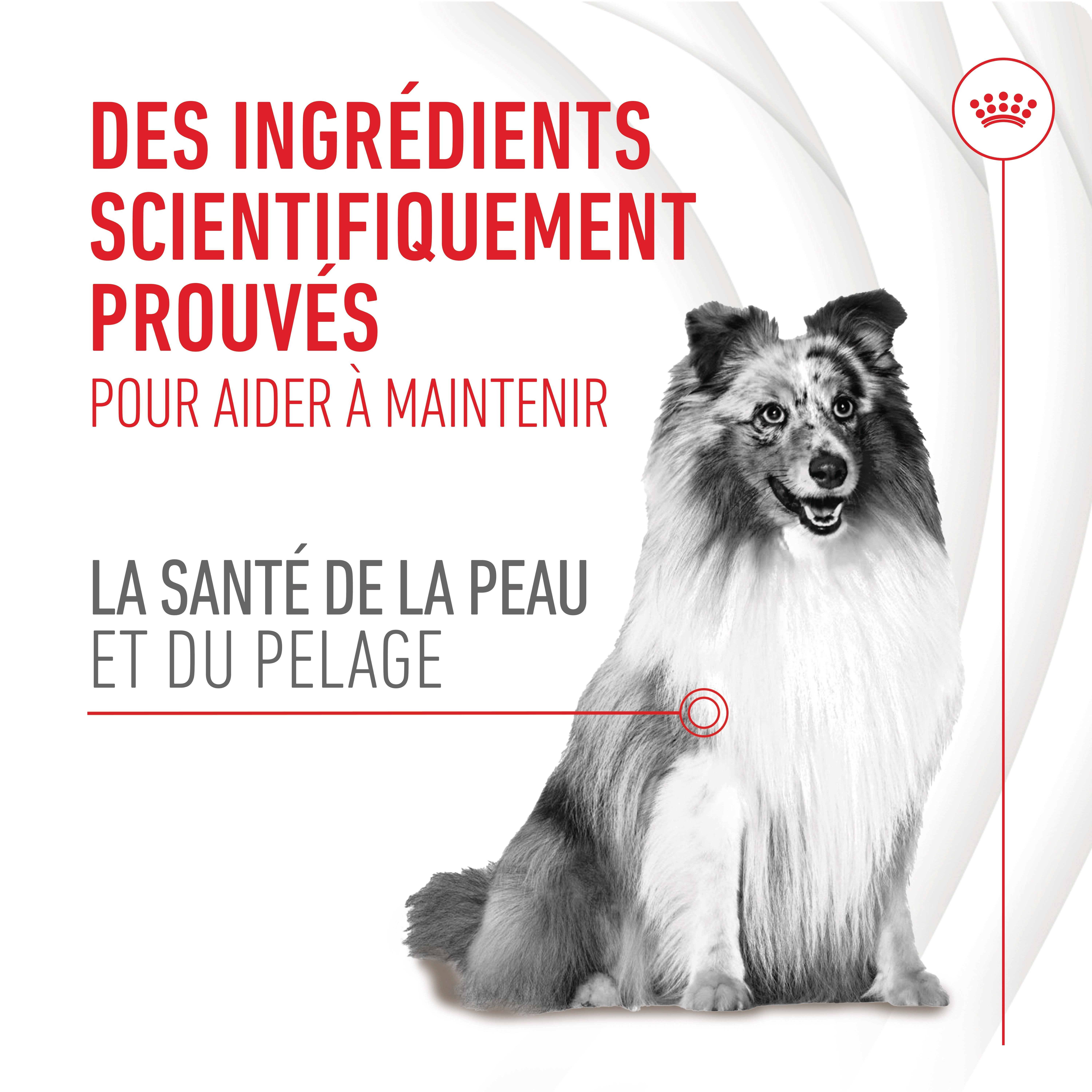 Royal Canin Supplément Peau & Poil Chien - Santé Brillance Pelage 240g