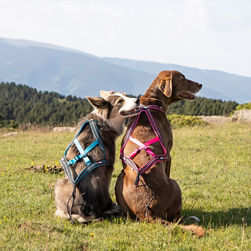 Gros plan sur les sangles, boucles et liserés réfléchissants noirs du harnais rose I-DOG pour une vi