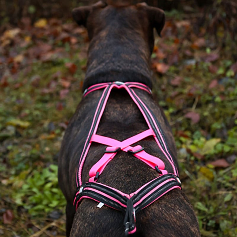 Main tenant les sangles et boucles du harnais X-Back I-DOG rose, mettant en avant le design ergonomi