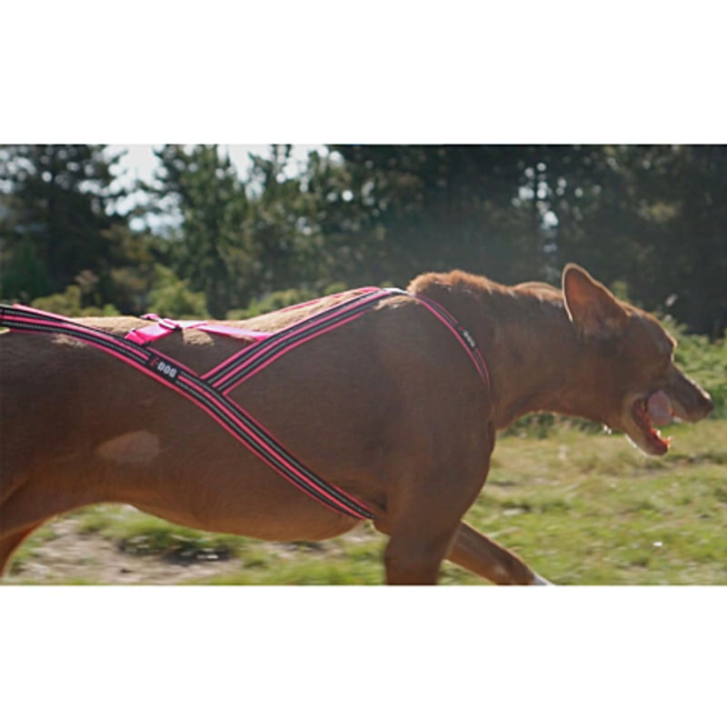 Chien marron de dos portant harnais X-Back I-DOG rose en forêt automnale, montrant le design de trac