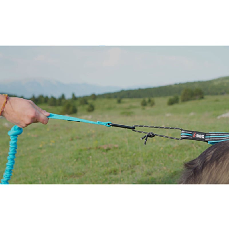 Coureur attachant laisse bungee bleue au harnais I-DOG X-Back ONE sur chien dans un pré en extérieur
