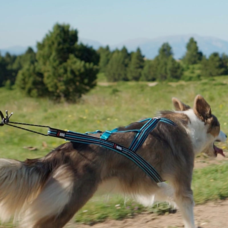 Chien portant harnais IDOG X-Back ONE turquoise courant sur sentier forestier avec coureur, démontra