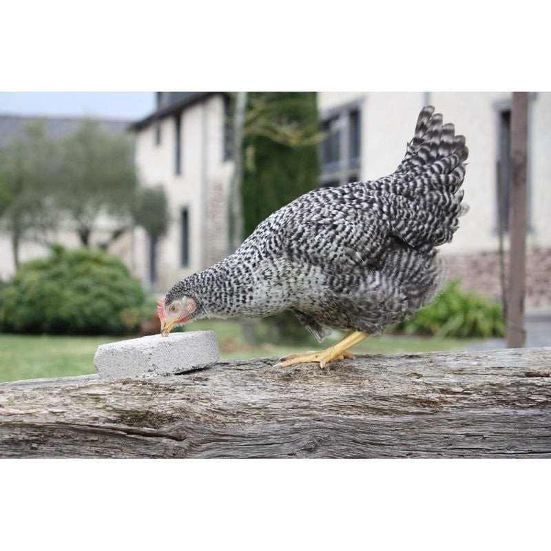 Gros plan d'une poule picorant le bloc Magalli 1143414 - abrasion du bec en action