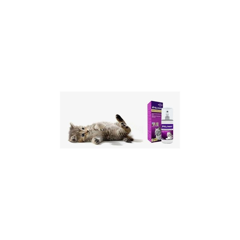 Chat dans un panier de transport avec application du spray Feliway Classic pour réduire l'anxiété de
