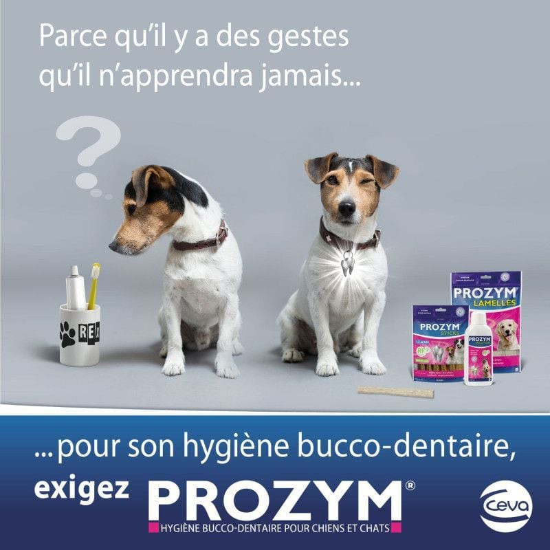 Un grand chien mâchant joyeusement une lamelle anti-tartre Prozym, favorisant l'hygiène bucco-dentai