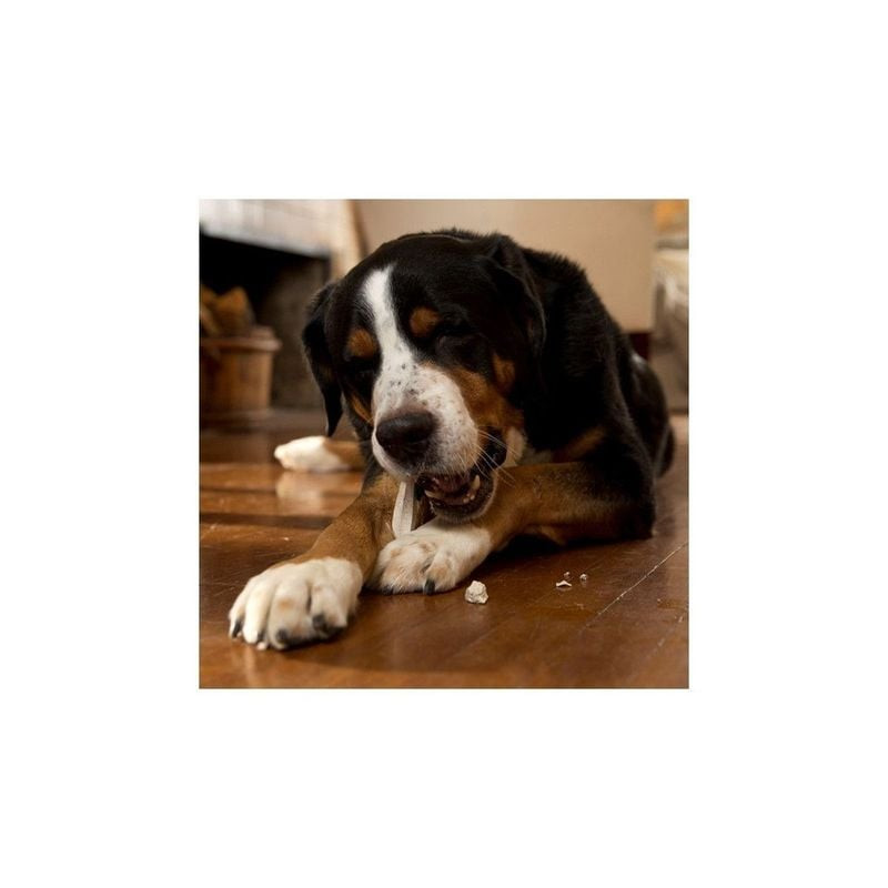Grand chien mâchant joyeusement un bâtonnet dentaire Prozym RF2, pour une bonne hygiène bucco-dentai
