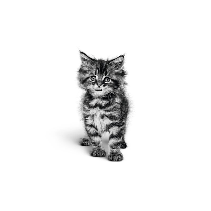 Chaton Maine Coon mangeant des croquettes Royal Canin dans un bol
