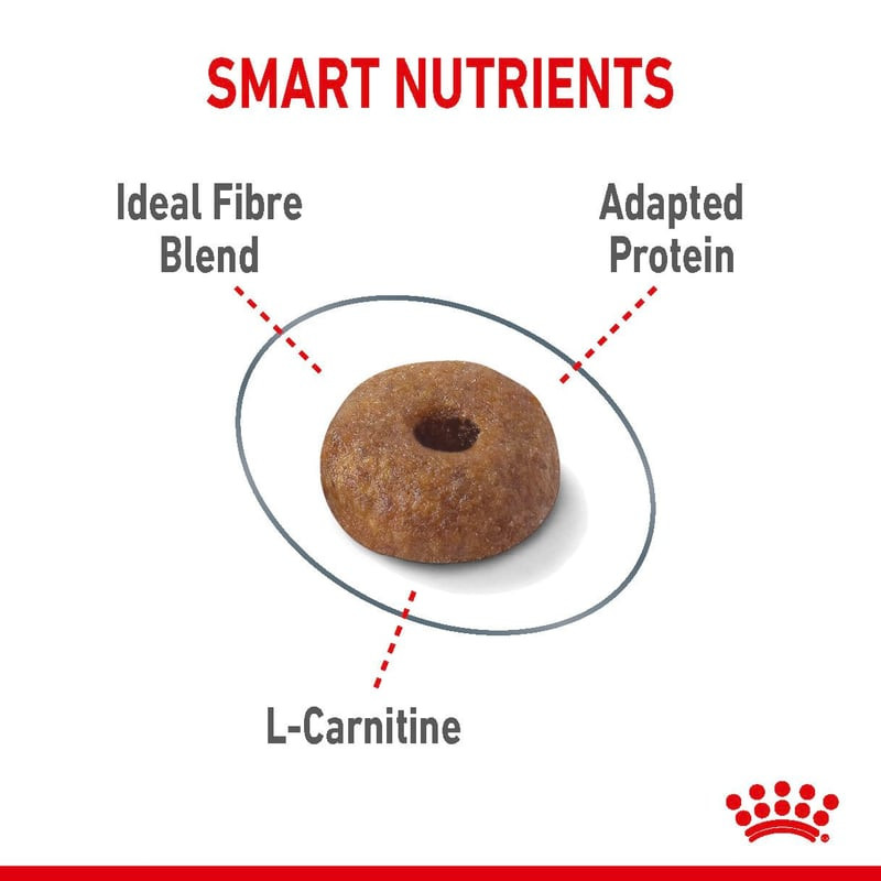Un chat en bonne santé mangeant des croquettes Royal Canin Light Weight Care dans un bol