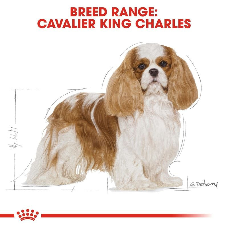 Épagneul Cavalier King Charles mangeant des croquettes Royal Canin 1967572 dans sa gamelle.