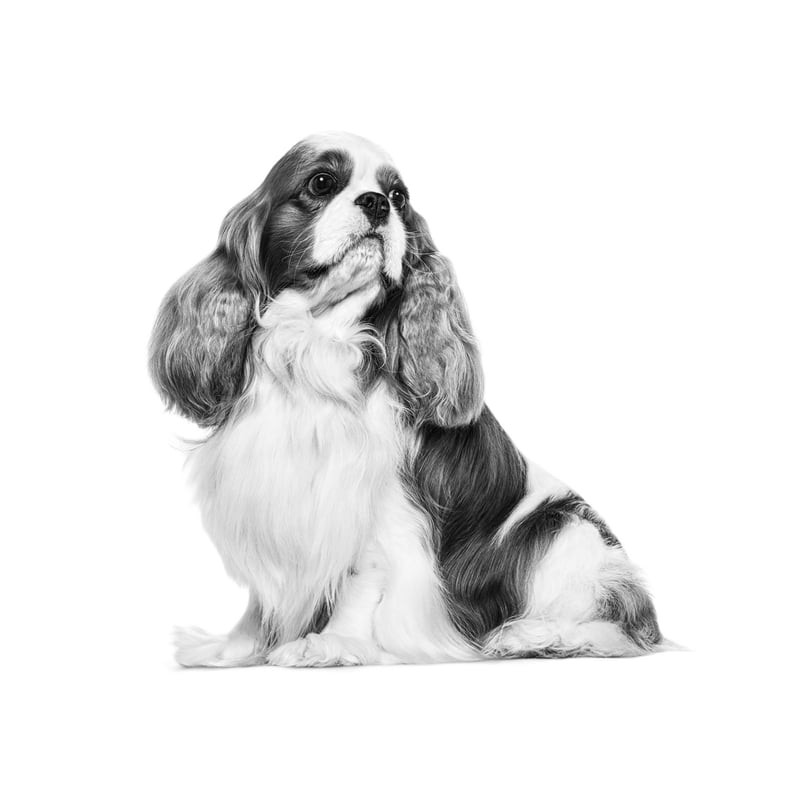 Gros plan de la croquette Royal Canin 1967572 conçue pour une prise facile par le Cavalier King Char