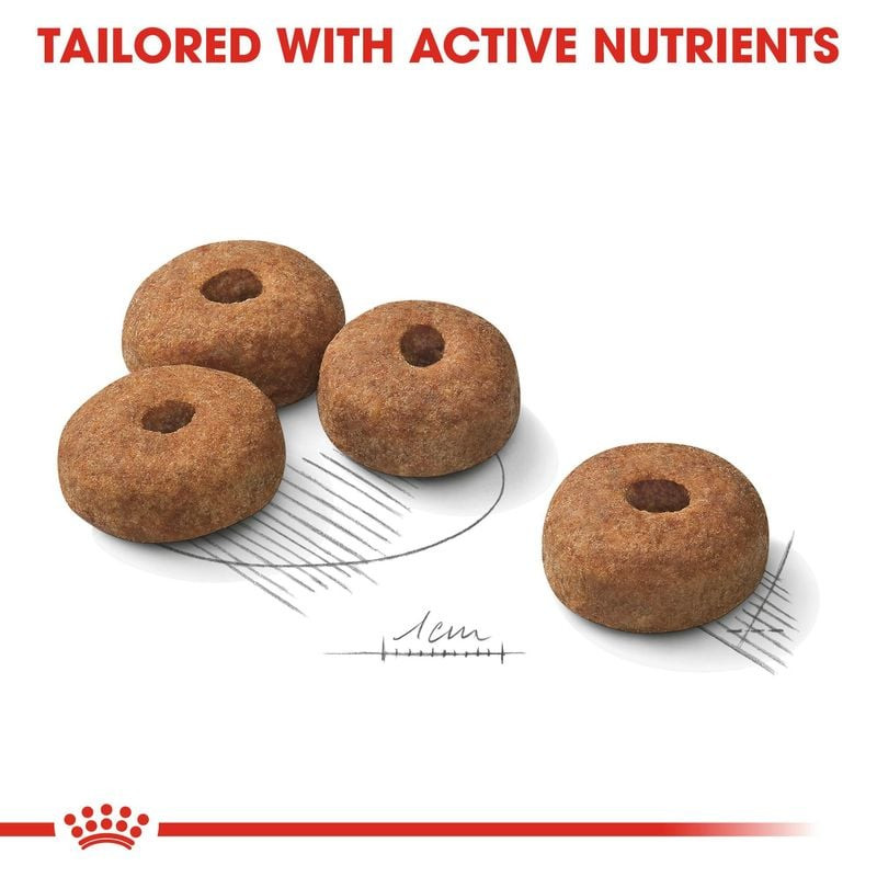 Gros plan sur la texture et la forme des croquettes Royal Canin Maxi Stérilisé Adulte