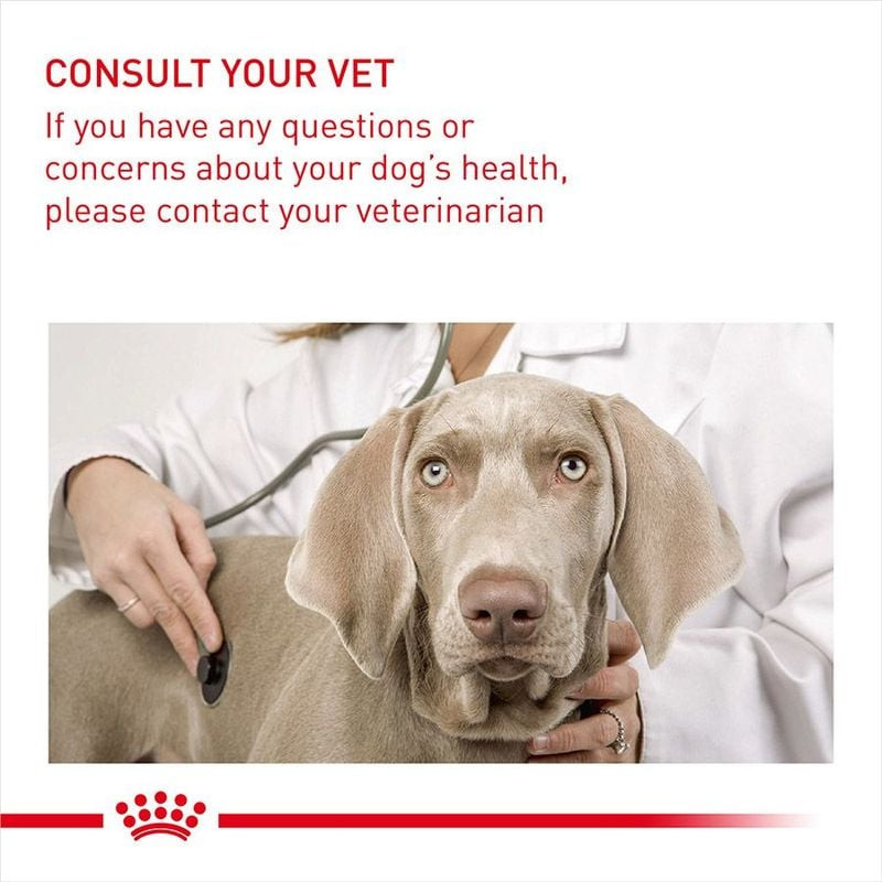 Chien heureux de taille moyenne mangeant des croquettes Royal Canin Medium Light Weight Care, son ma