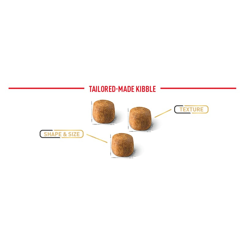 Gros plan sur les croquettes Royal Canin Maine Coon Adult en forme de cube king-size pour l'hygiène 