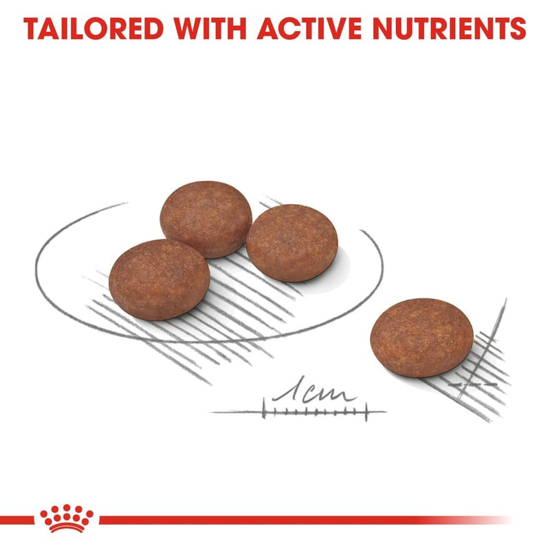 Gros plan sur la texture et la forme des croquettes Royal Canin Mini Digestive Care.