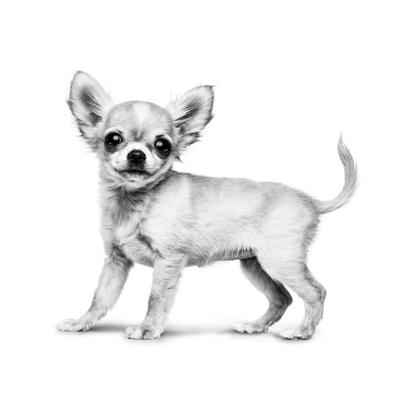 Bol de croquettes Royal Canin Chihuahua Junior avec un chiot à proximité
