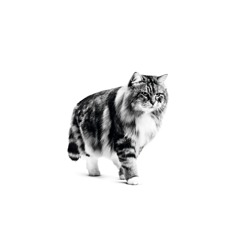 Sac de croquettes Royal Canin Urinary Care à côté d'un chat satisfait, mettant en valeur le produit 