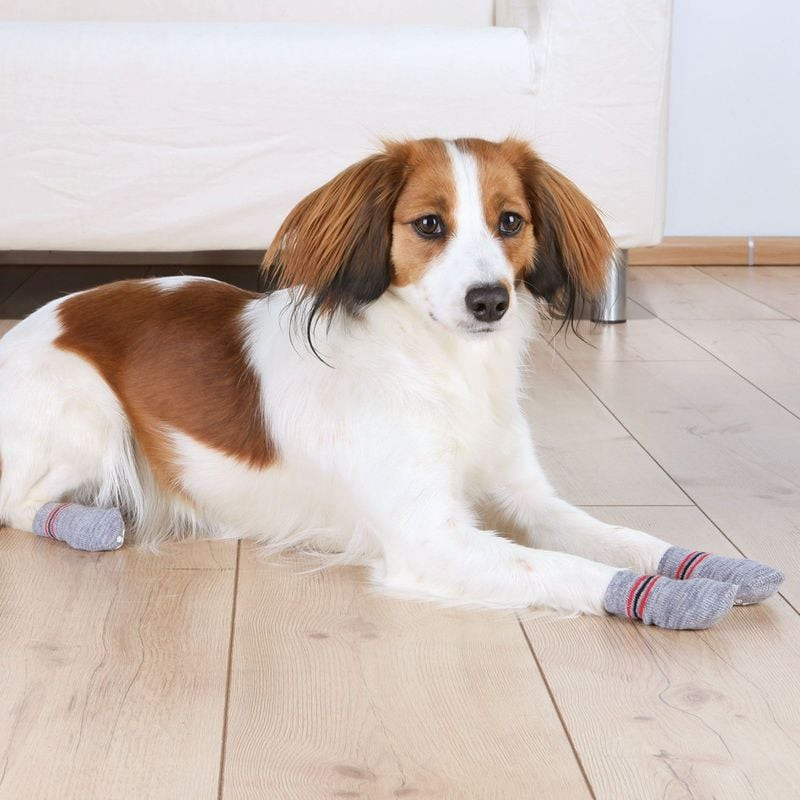 Grand chien portant des chaussettes antidérapantes TRIXIE 1968786 marchant sur un plancher en bois a