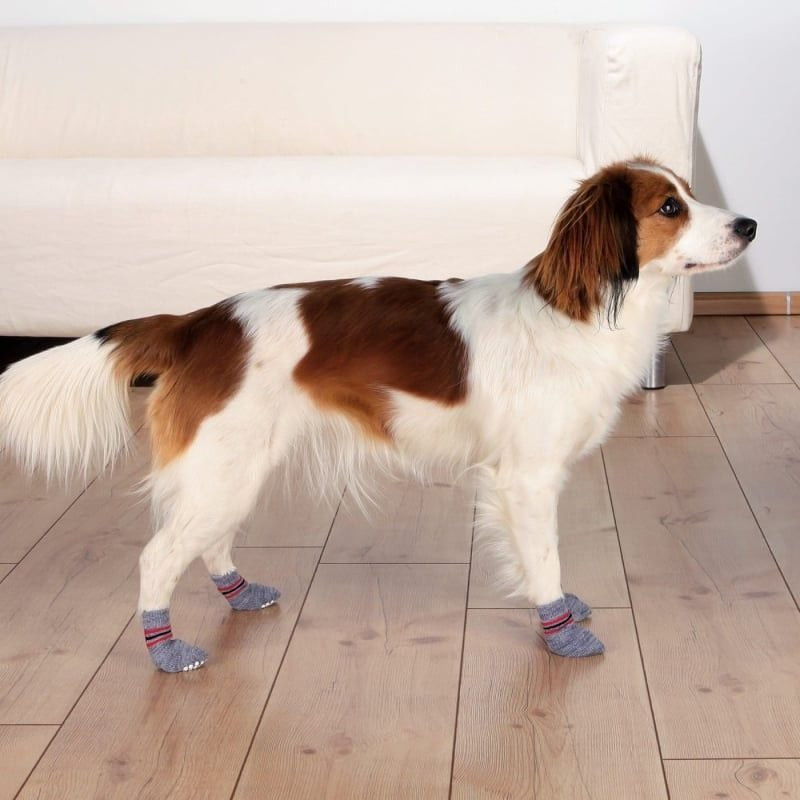Chien portant des chaussettes antidérapantes TRIXIE marchant sur un sol en bois, montrant une meille
