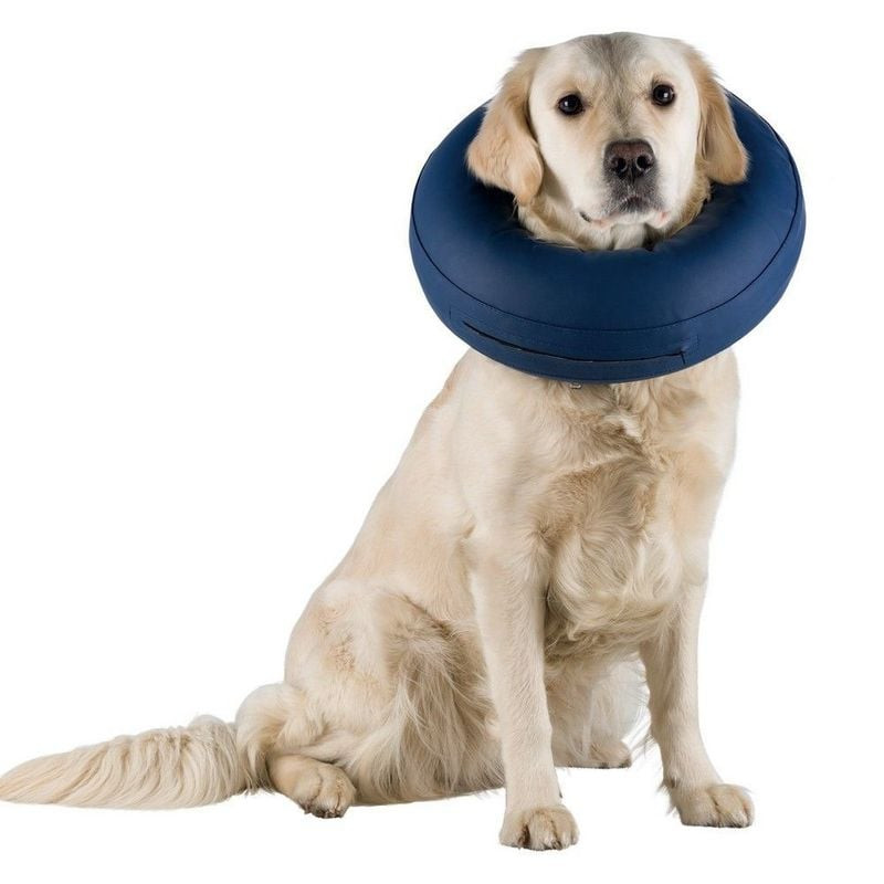 Un chien heureux portant une collerette gonflable bleue de TRIXIE, jouant et se déplaçant librement 