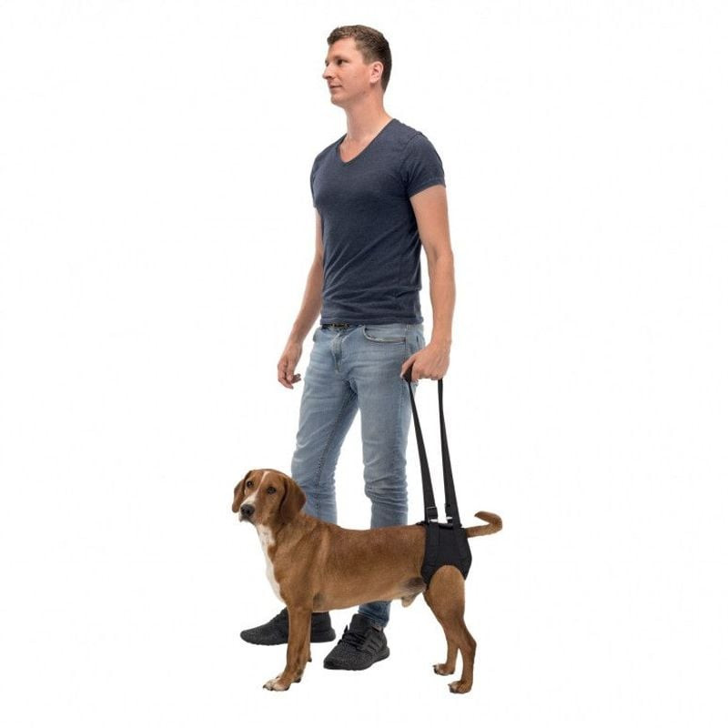 Chien portant le harnais aide à la marche Trixie taille M, soutenu lors d'une promenade en extérieur