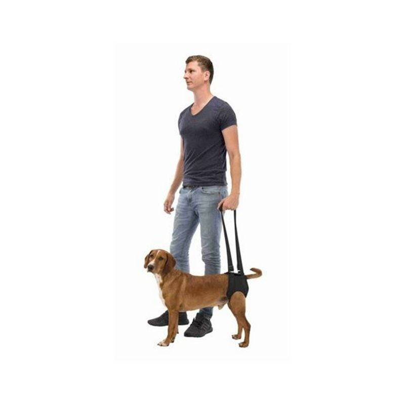 Un chien portant le harnais d'aide à la marche Trixie noir taille L, soutenu pendant la marche.