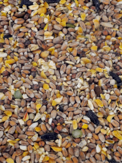 Close-up of VADIGRAN 1143705 grain mix showing wheat, corn, black sunflower seeds, and crushed oyste