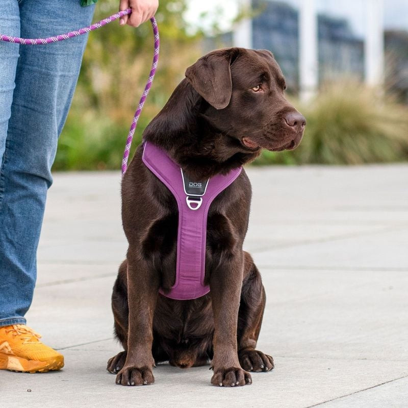 Image d'un chien heureux portant le harnais Comfort Walk Pro de DOG Copenhagen sur un sentier avec s