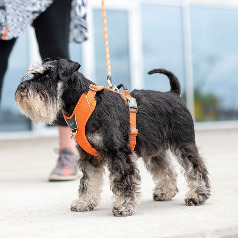 Image d'un chien courant sur une plage, portant le harnais Comfort Walk Pro DOG Copenhagen, imperméa