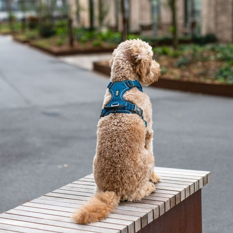 Vue arrière d'un chien bouclé portant le harnais Comfort Walk Pro XL bleu océan sur un banc dans un 