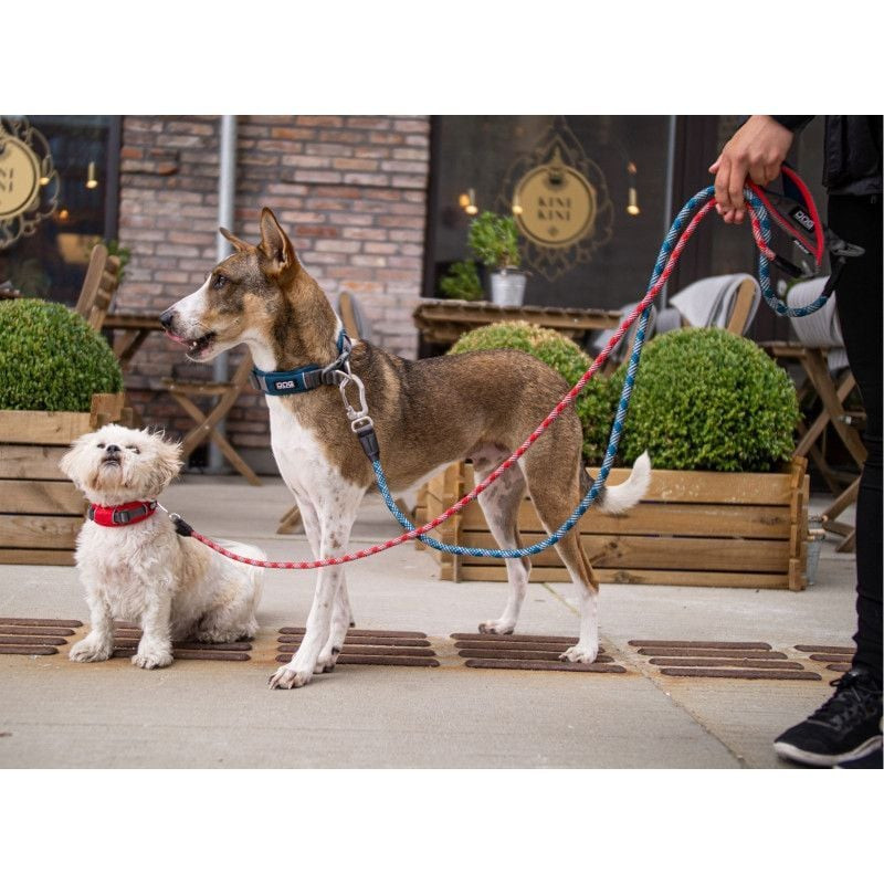 Un grand chien portant la laisse Urban Rope Dog Copenhagen bleu océan, marchant sur un chemin en jou