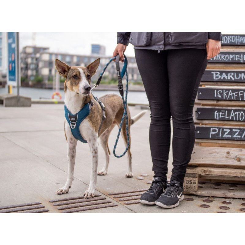 Gros plan sur un chien portant la laisse Urban Rope avec bande réfléchissante brillant dans la pénom