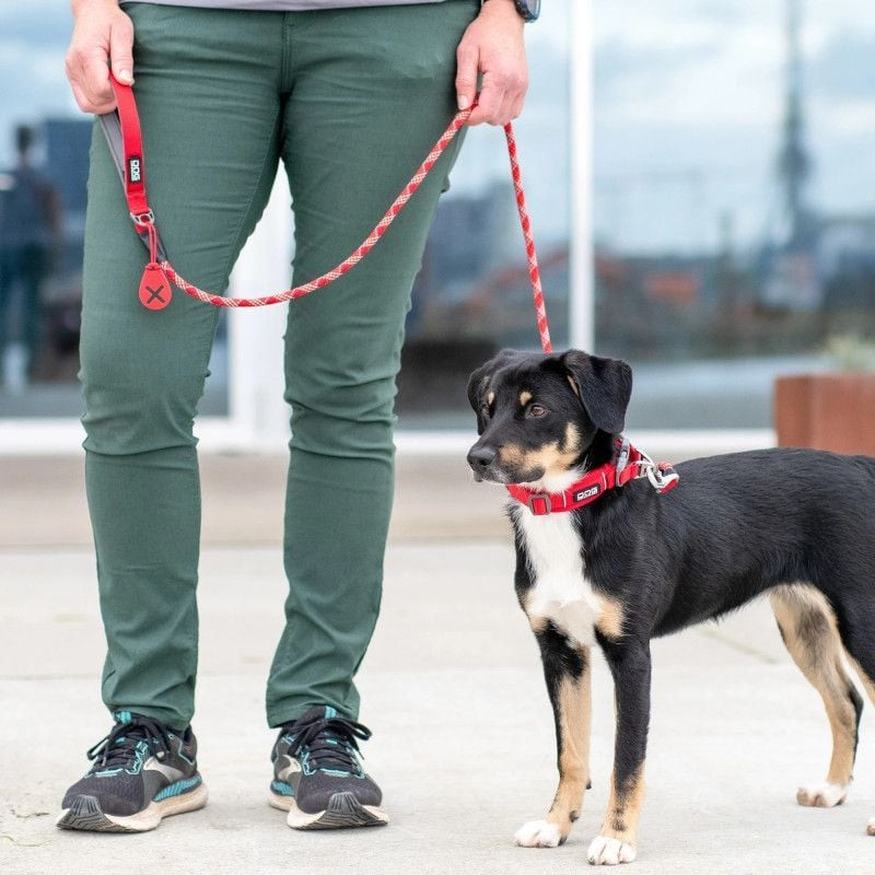 Gros plan de la laisse Urban Rope DOG Copenhagen attachée au collier du chien lors d'une promenade.