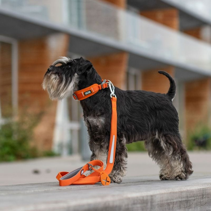 Laisse Urban Trail posée sur une surface en bois avec la pochette et le mousqueton visibles