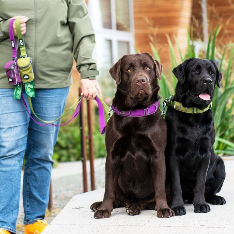Contrôle rapproché du chien avec la poignée de circulation sur la laisse Urban Trail