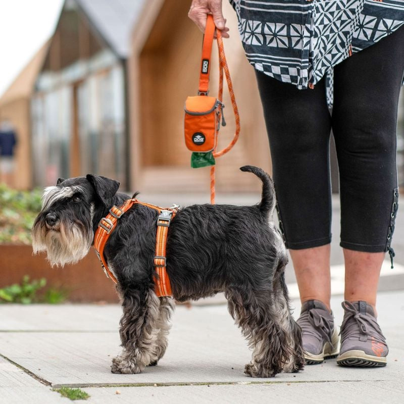 Chien heureux portant le harnais DOG Copenhagen Comfort Walk Air 3.0 assis sur un porche.