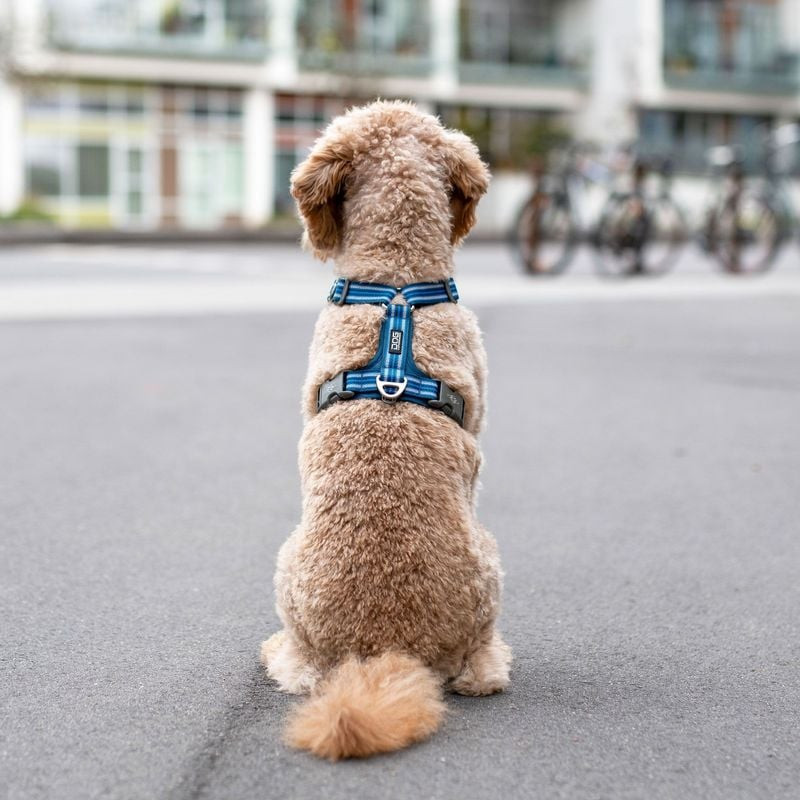Plan d'ensemble du harnais Comfort Walk Air DOG Copenhagen bleu près d'un panier pour chien, soulign
