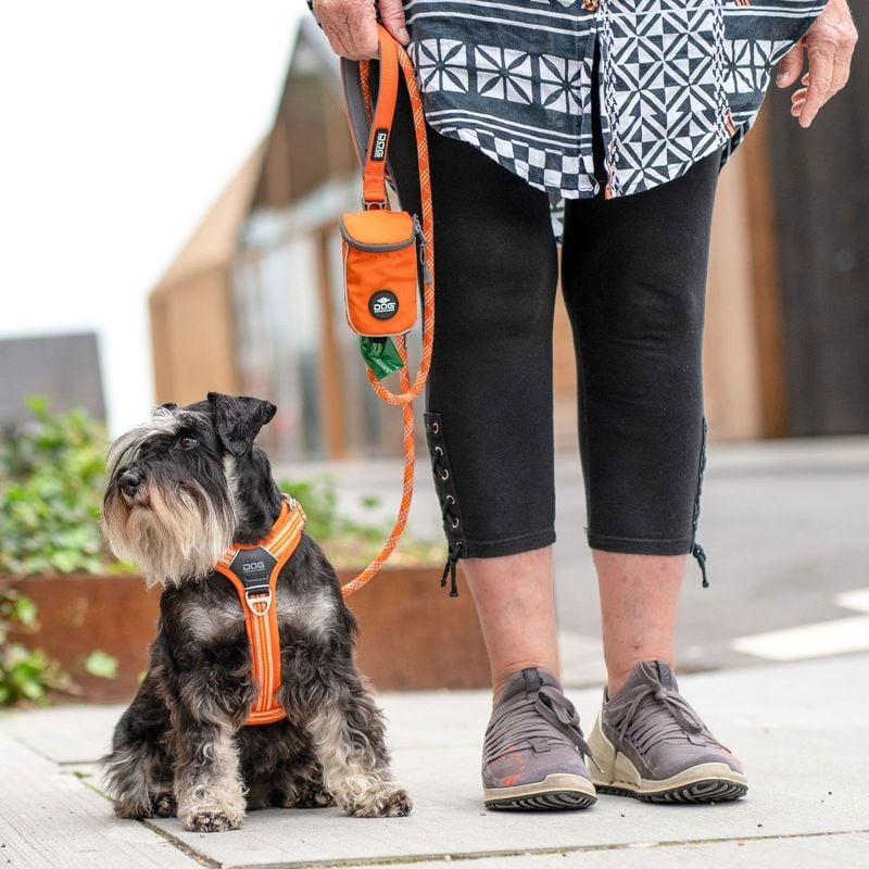 Image lifestyle d'un petit chien portant le harnais bleu DOG Copenhagen Comfort Walk Air, assis sur 