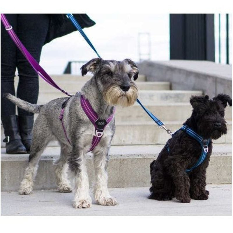 Cadre urbain : chien avec harnais DOG Copenhagen Comfort Walk Air 1922199, assis calmement dans une 