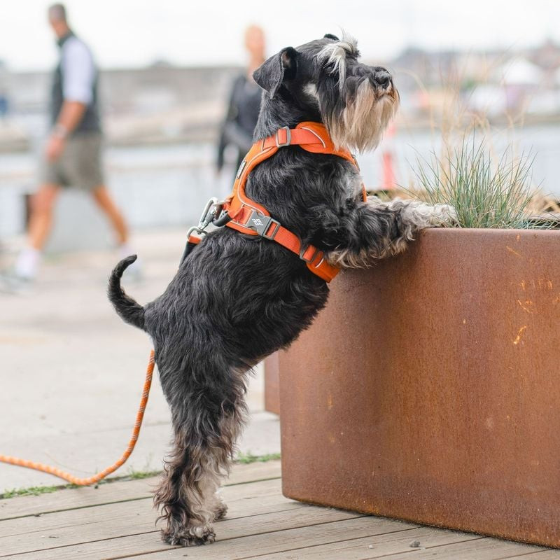 Propriétaire tenant la poignée du harnais Comfort Walk Pro DOG Copenhagen rouge tandis que le chien 