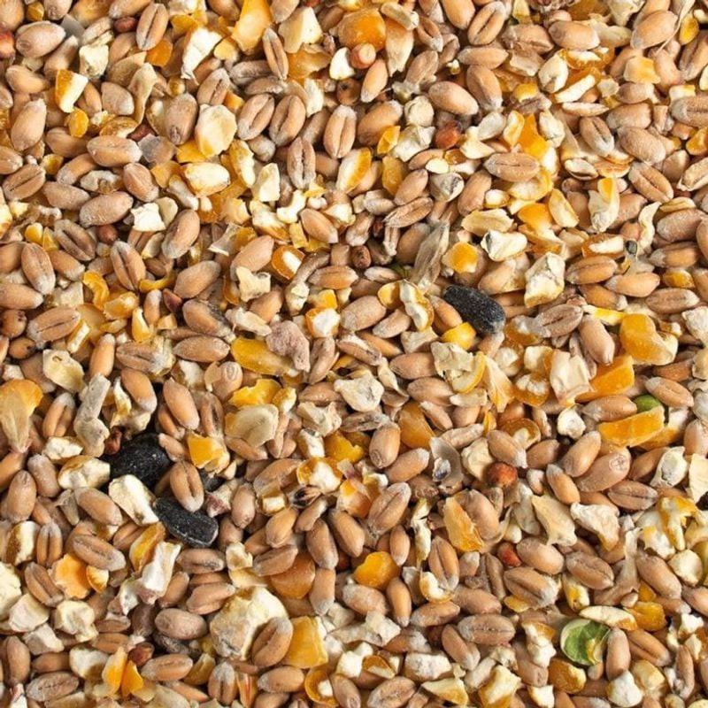 Gros plan du mélange d'aliments pour poules Duvoplus montrant des céréales, du maïs, des pois et d'a