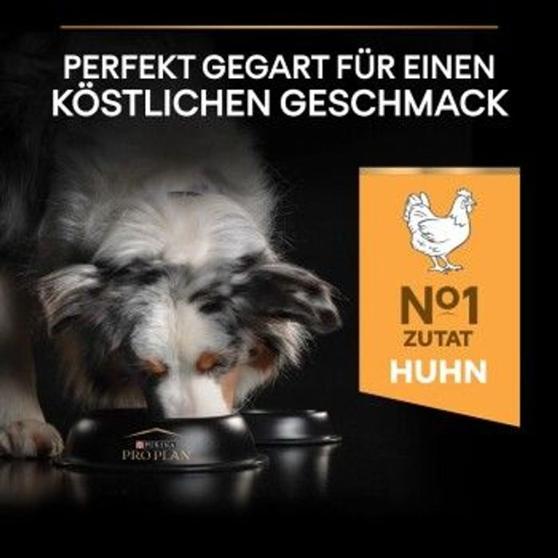 Chien heureux mangeant les croquettes Pro Plan 1967398 pour adulte moyen au poulet.