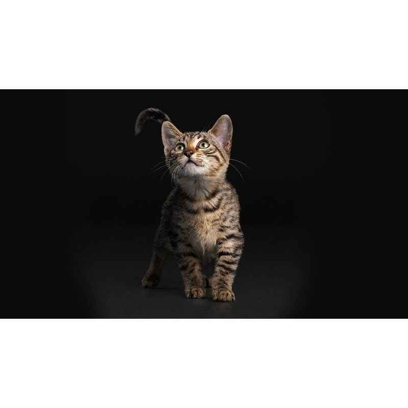 Un bol de croquettes PRO PLAN Kitten Healthy Start Poulet à côté d'un chaton joueur, présentant la n