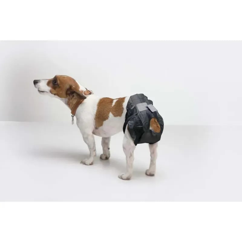 Chien portant la couche SAVIC Comfort Nappy, montrant un ajustement confortable avec ceinture élasti